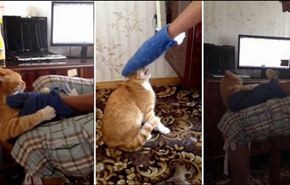 قطة تطرد شابا من منزله اثار غضبها...فيديو