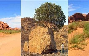 عجیب ترین درخت ایران + عکس