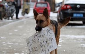 أنثى كلب تحمل لافتة: 