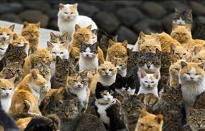 لشکر گربه ها در جزیره ژاپنی