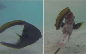 فيديو غريب... سمكة تسبح ورأسها مفصول عن جسمها