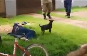 فيديو؛ كلب يقاوم الشرطة دفاعا عن صاحبه المصاب