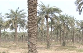 موسم تلقيح النخيل في خوزستان