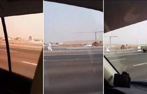 ویدیو؛ تعقیب شتر فراری در بزرگراه ابوظبی!
