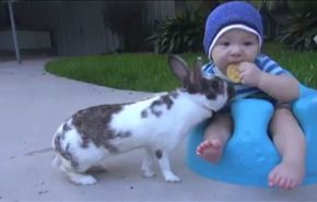 شاهد كيف سرق أرنب قطعة حلوى من طفل