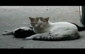 تلاش تاثرانگیز گربه برای نجات هم نوعش !+فیلم