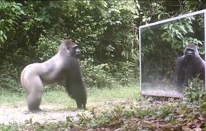 رفتار حیوانات جنگل دربرابر آینه+فیلم