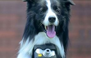 بالفيديو، أول كلب مصور في العالم، كيف؟