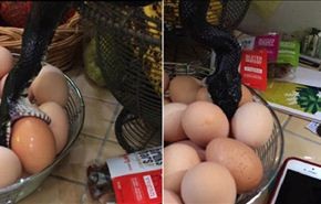 بالفيديو... سيدة تتفاجأ بحية تتناول البيض في المطبخ