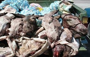 رام کنندۀ شیر در مصر، گوشت الاغ می فروخت