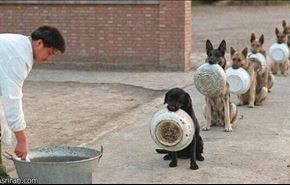 صف غذای سگ ها در چین (عکس)