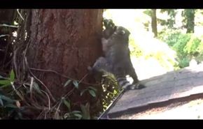 فيديو رائع لأنثى الراكون تعلم صغيرها كيف يتسلق شجرة