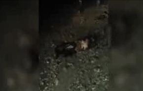 بالفيديو؛ 3 ارهابيين انفجر بهم حزام ناسف وسط اليمن