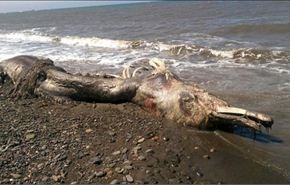 ظهور حيوان بحري غريب له ذيل من الفرو في روسيا