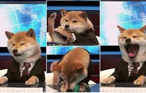 فيديو .. كلب يذيع الأخبار عبر التلفزيون الياباني
