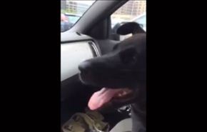 فيديو لرد فعل طريف لكلب يجرب التكييف للمرة الأولى