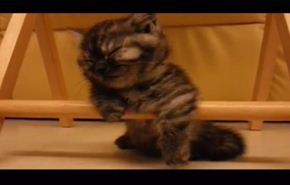 فيديو.. قطة صغيرة تقاوم النوم بشكل طريف