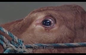 اشک به موقع، گاو را از مرگ نجات داد!+فیلم