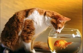 بالفيديو.. قطة تقاوم طبيعتها وتصادق مجموعة من الأسماك