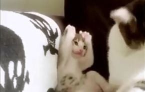 بالفيديو.. قطة تشتهر عالميا بمحاولة تقليد أمها
