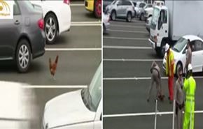 مرغ سرکش پلیس آمریکا را سرکار گذاشت!+فیلم