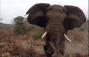بالفيديو.. فيل غاضب يحطم سيارة سفاري على من فيها من زائرين