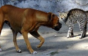 فيديو.. قطة تتسبب في رعب كلب ضخم حاول الاقتراب من صغارها