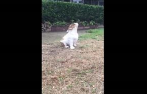 بالفيديو.. شاهد ردة فعل كلب يشعر بالمطر للمرة الأولى
