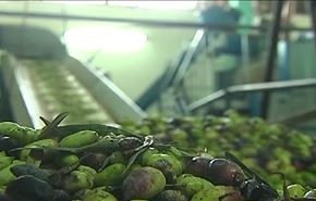 موسم قطاف الزيتون في غزة