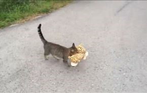 چرا این گربه عروسک دزد شد!