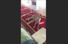 بالفيديو.. نمر يفاجئ المصلين في مسجد
