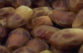 ايران إنتاج التمور وتسويقها في محافظة خوزستان