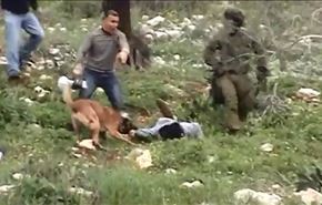 حمله به فلسطینی‌ها با سگهای هلندی + فیلم