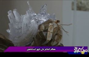 معالم العالم على ظهر السلطعون