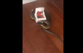 بالفيديو ... مصيدة فئران تمسك بثعبان داخل شقة