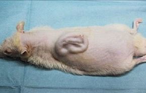 علماء اليابان ينبتون أذنا بشرية على ظهر فأر