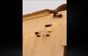 بالفيديو ... قرود تهاجم مدرسة في بريدة بالسعودية
