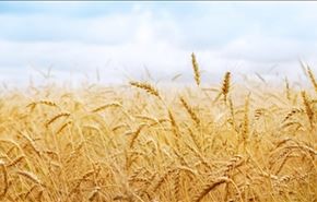 ايران تنتج 85 بالمئة من حاجتها من القمح