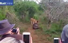 بالفيديو: حيوان يتظاهر بالموت لينجو من بين فكي أسد