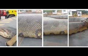 فيديو وصور لأضخم ثعبان في التاريخ