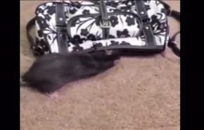 بالفيديو... فأر يسرق نقودا من حقيبة امرأة
