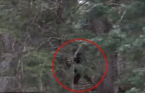 فيديو محير... رصد مخلوق غريب في الغابة!
