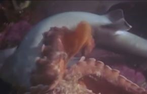 فيديو نادر لـ«أخطبوط» يبتلع سمكة قرش عملاقة في دقائق