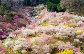 تصاویر زیبا از استقبال بهار در مناطق مختلف دنیا