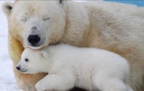 مهر مادری دیدنی خرس قطبی +فیلم