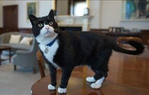 هموند: گربۀ وزارت امور خارجه جاسوس نیست!