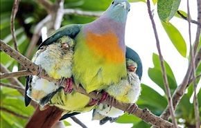 تصاویری عاشقانه از مهر مادری پرندگان