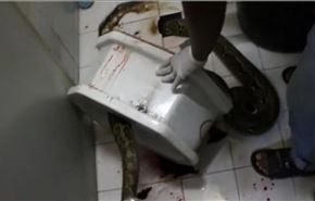 حمله مار۳ متری به مرد تایلندی در دستشویی+فیلم