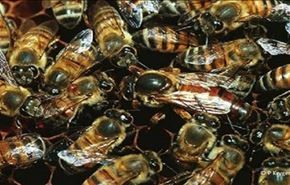 لغز حيّر العلماء.. هكذا يتكاثر النحل بدون مشاركة الذكور !