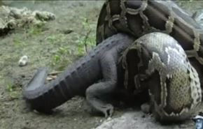 فيديو.. تمساح يلتهم افعى من داخلها بعد ان ابتلعته!